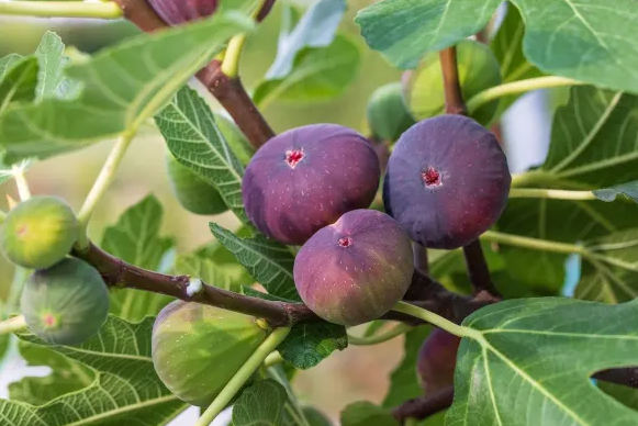 Brown Turkey Fig Tree: Characteristics, Care Tips, and Growing Guide