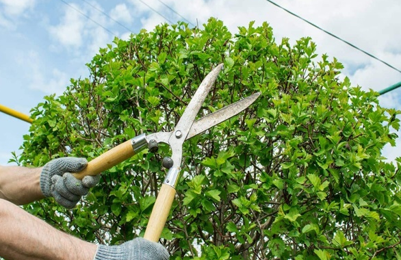 How To Prune A Duranta Tree